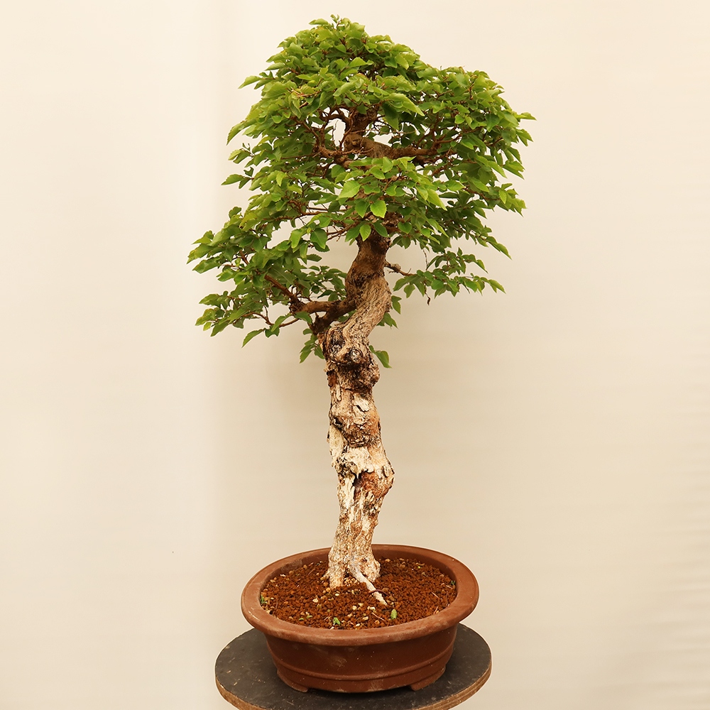 Vonkajší bonsai -Carpinus Coreana - Hrab kórejský