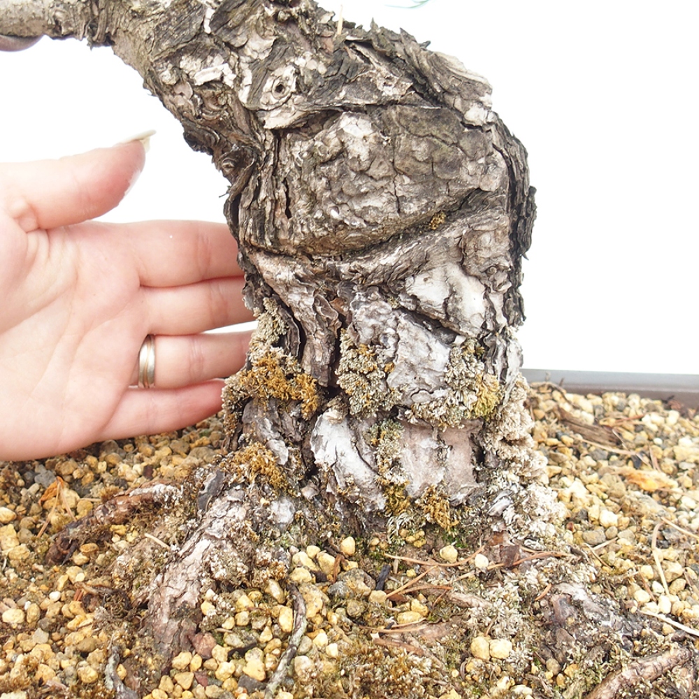 Vonkajšie bonsaje - Pinus parviflora - Pinus parviflora