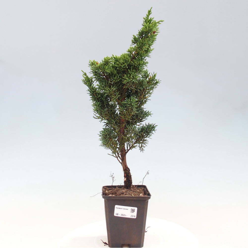 Vonkajšie bonsai - Juniperus chinensis Kishu -Jalovec čínsky