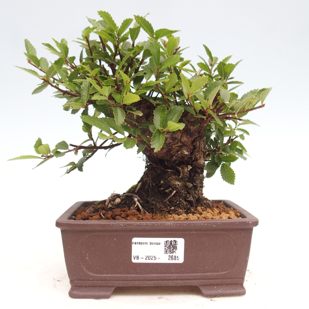 Vonkajšie bonsai - Zelkova - Zelkova Nirom