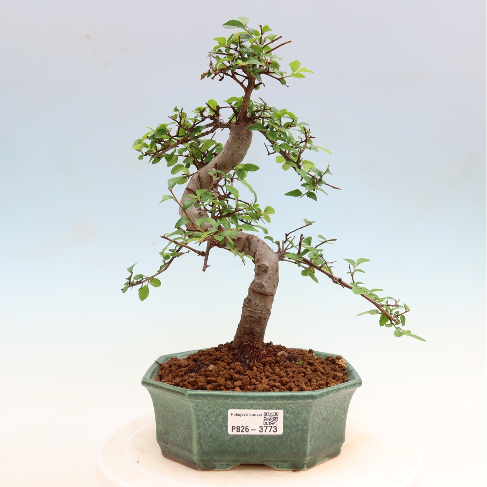 Izbový bonsaj - Ulmus parvifolia - brest malolistý