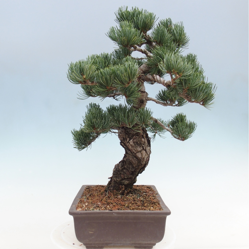 Vonkajšie bonsai - Pinus parviflora - Borovica drobnokvetá
