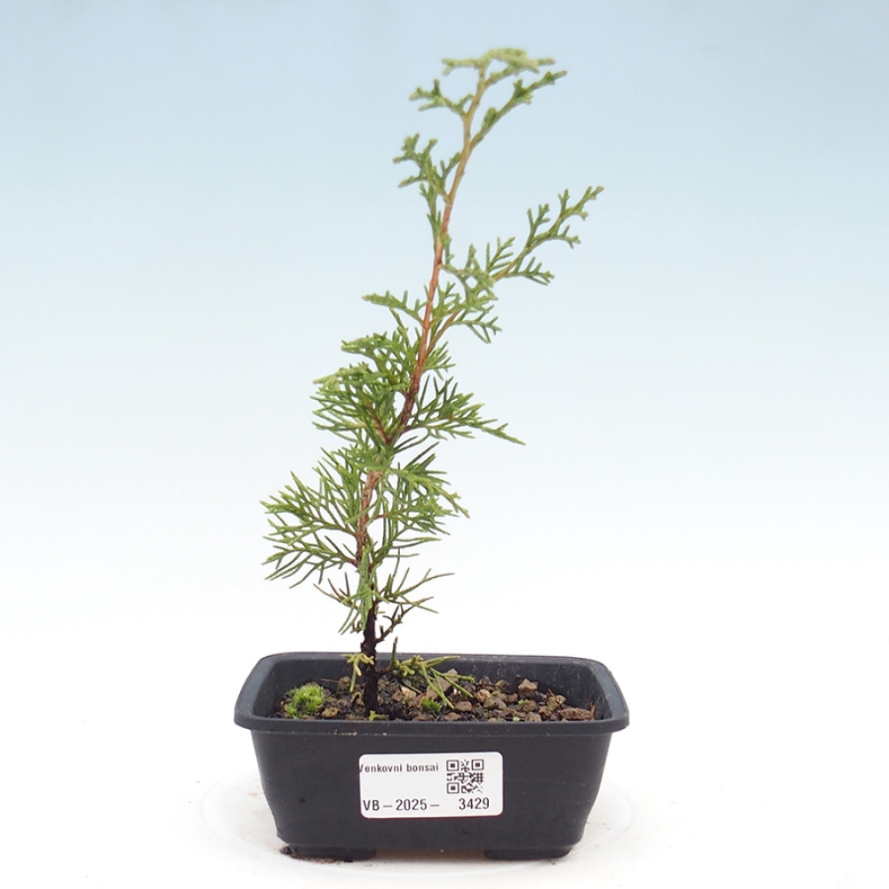 Vonkajší bonsaj - Juniperus chinensis Itoigawa