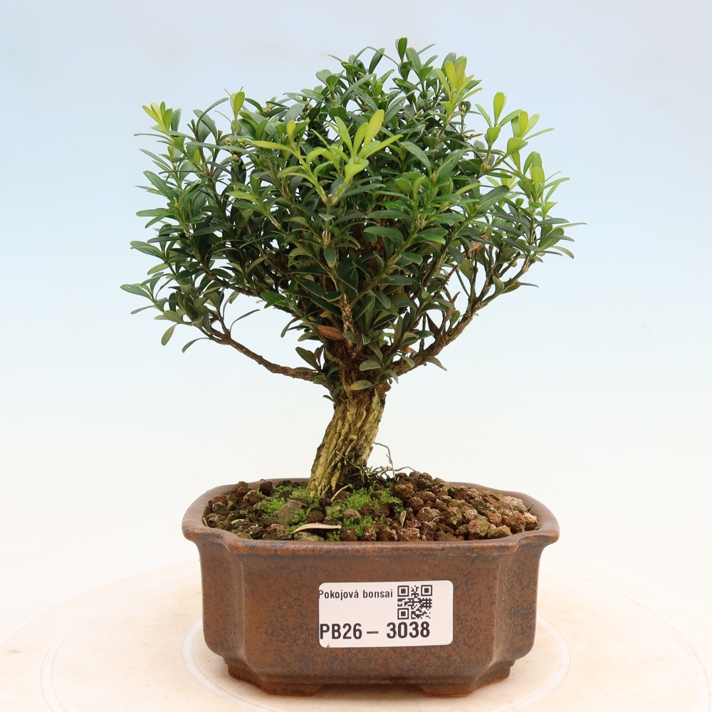 Izbové bonsaje - Buxus harlandii - korkový buxus