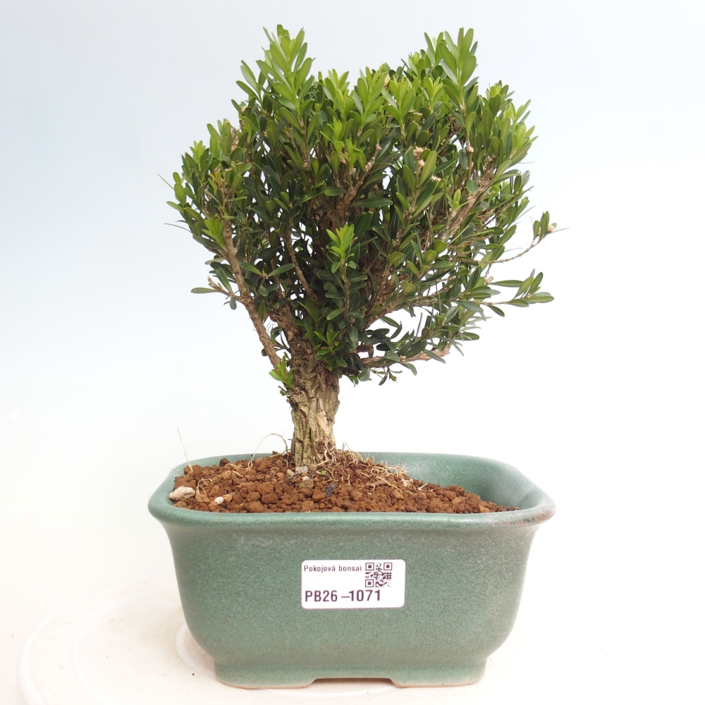 Izbové bonsaje - Buxus harlandii - korkový buxus