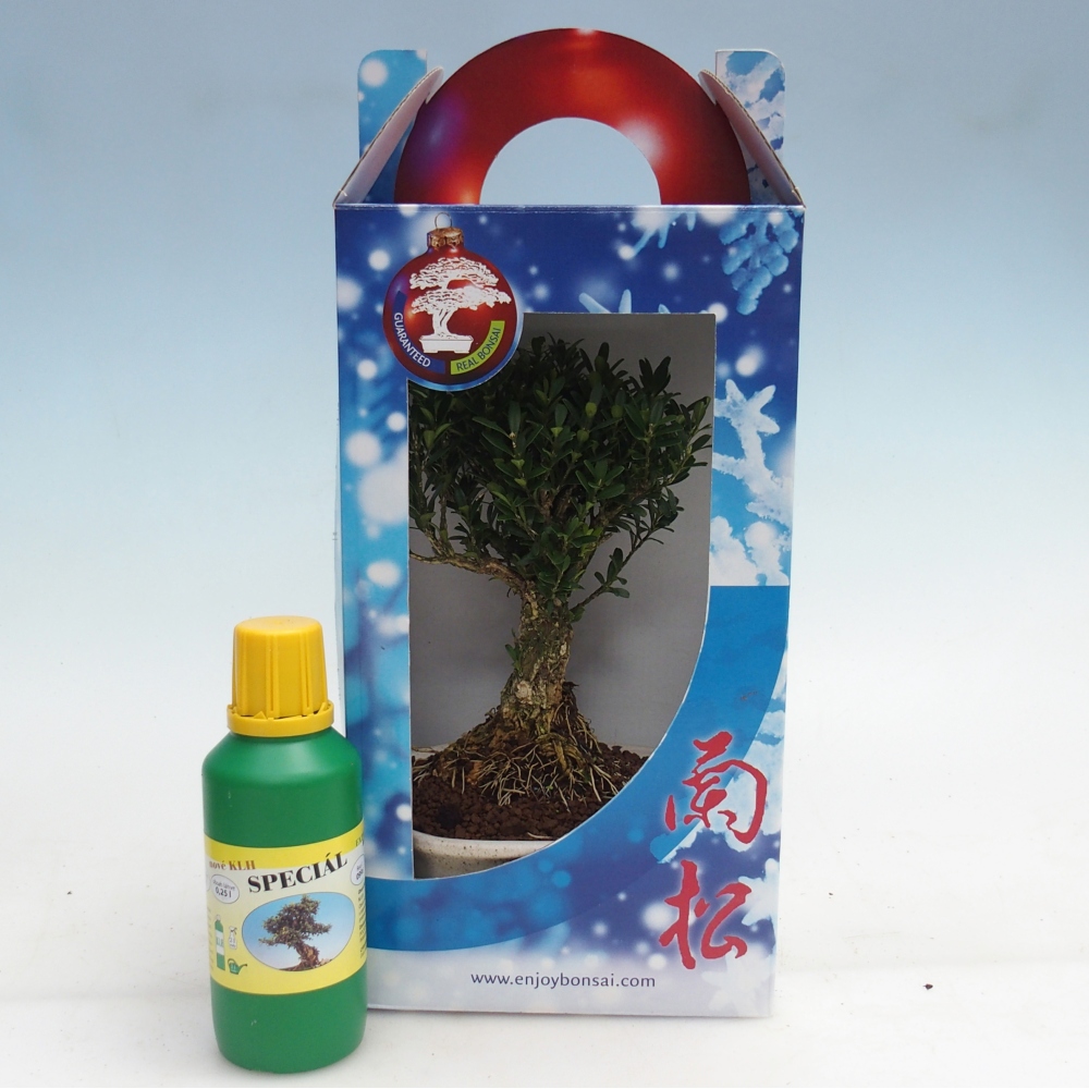 Izbový bonsaj v darčekovej krabici Buxus harlandii - korkový buxus