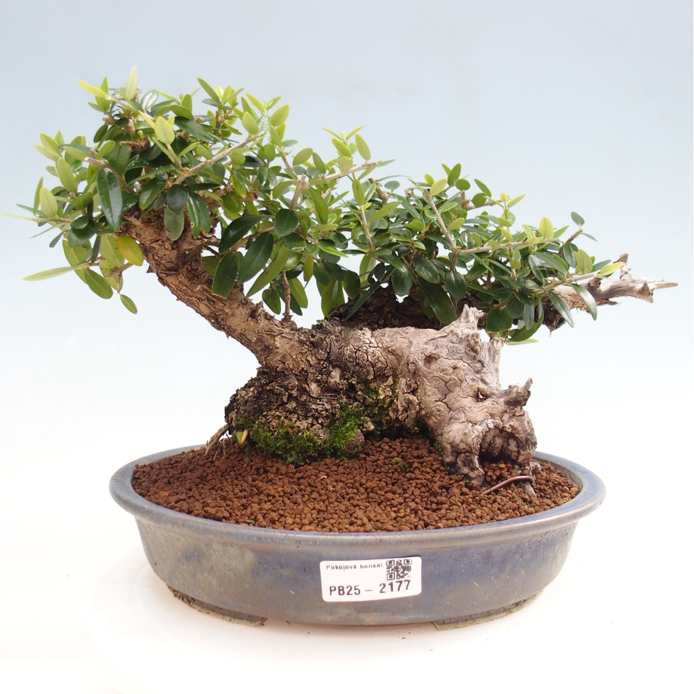 Izbová bonsai - Olea europaea sylvestris -Oliva evropská drobnolistá