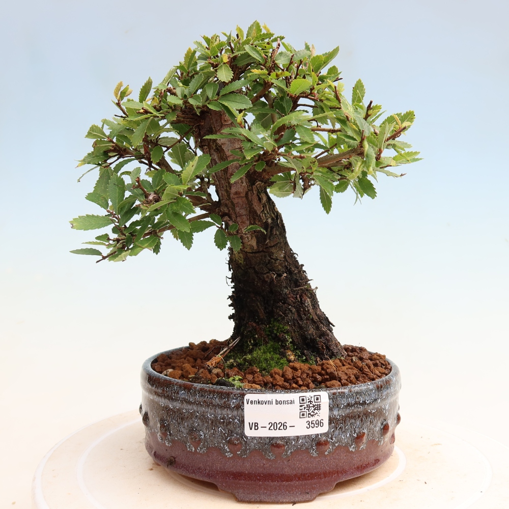 Vonkajšie bonsaje - Zelkova - Zelkova NIRE