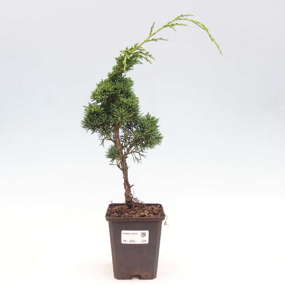 Vonkajšie bonsai - Juniperus chinensis Kishu -Jalovec čínsky