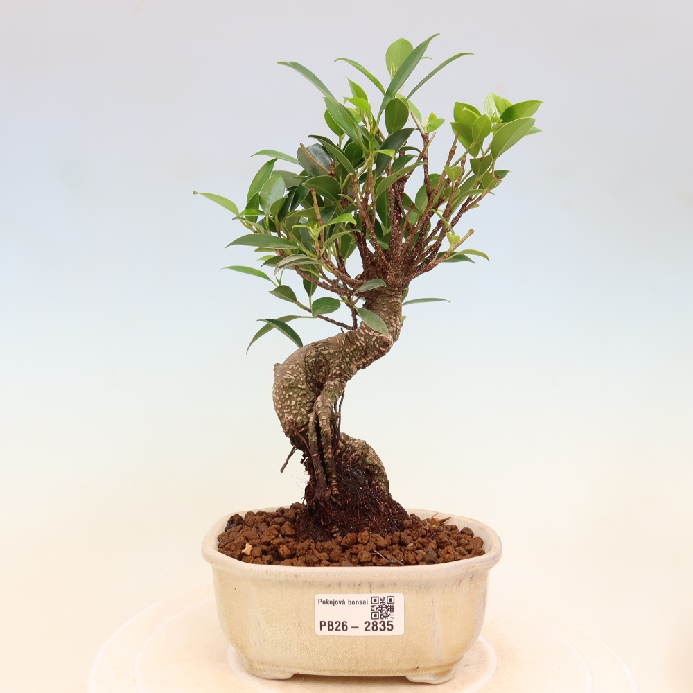 Izbové bonsaje - Ficus kimmen - drobnolistý fikus
