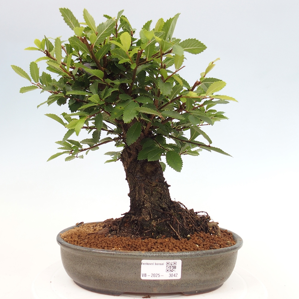 Vonkajšie bonsai - Zelkova - Zelkova Nirom