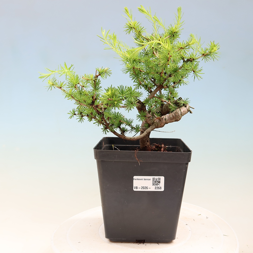 Vonkajšie bonsaje -Larix decidua - Smrekovec