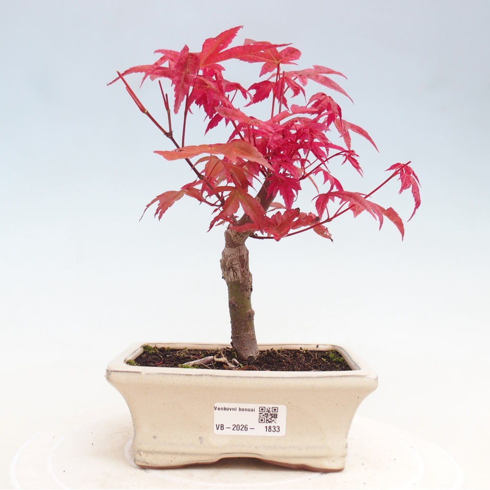 Vonkajší bonsaj - Acer palmatum DESHOJO