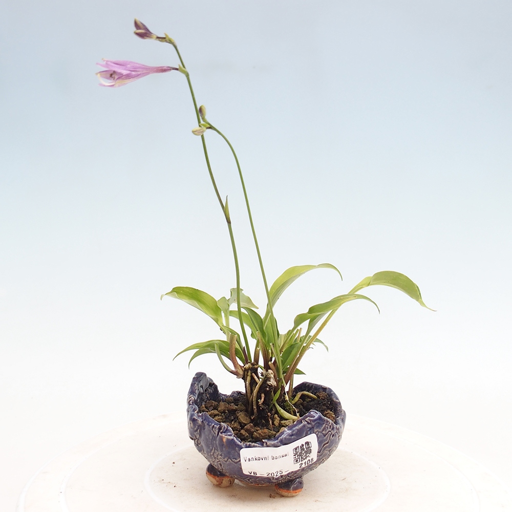 Vonkajšie bonsai - Mini Hosta - Bohyška