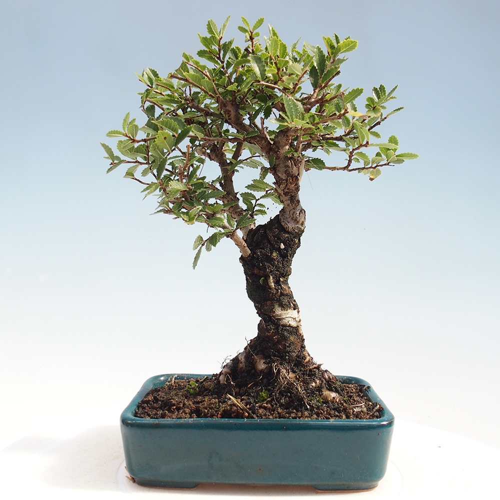 Vonkajšie bonsai - Zelkova - Zelkova Nirom