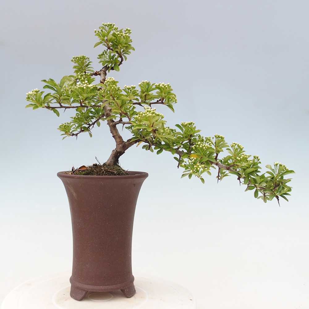 Vonkajšia bonsai-Pyracanta Teton -Hlohyně