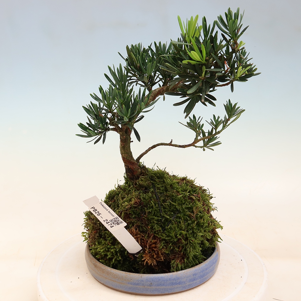Kokedama s miskou – Podocarpus – Kamenný tis