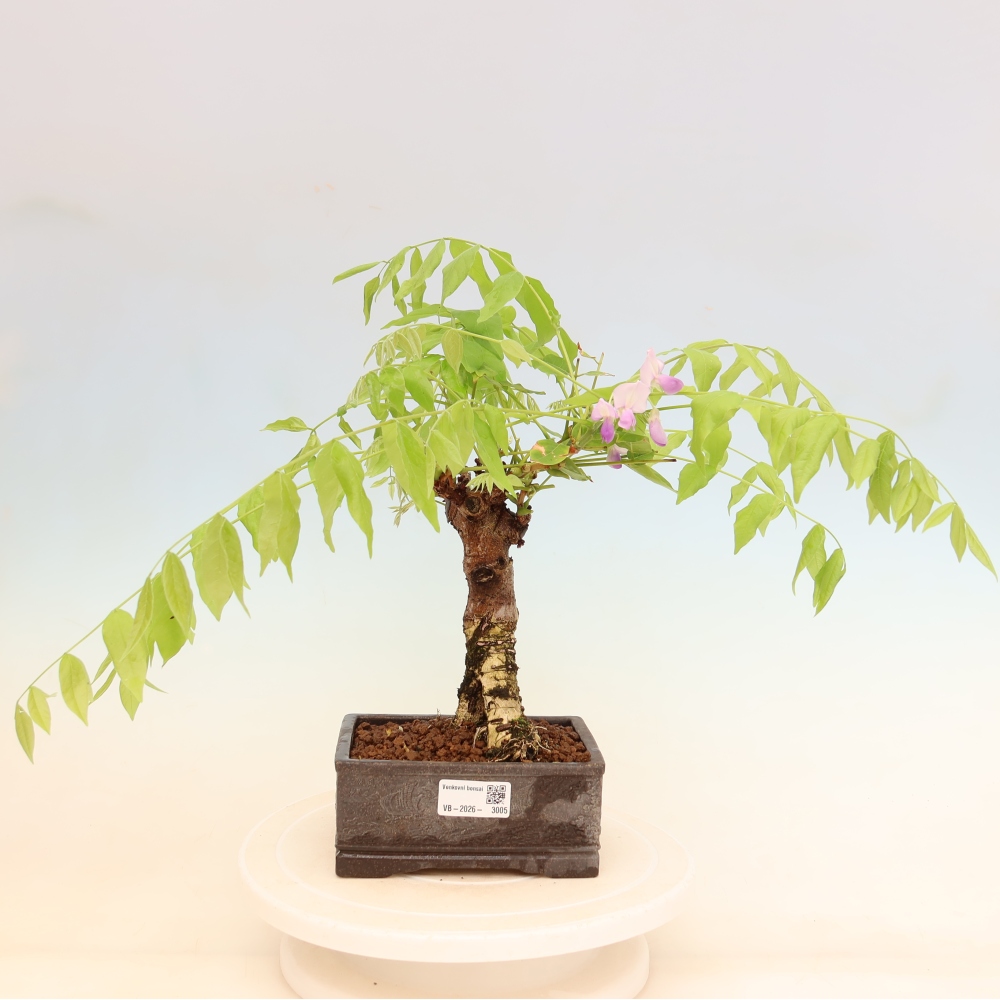 Vonkajšie bonsaje - Wisteria floribunda
