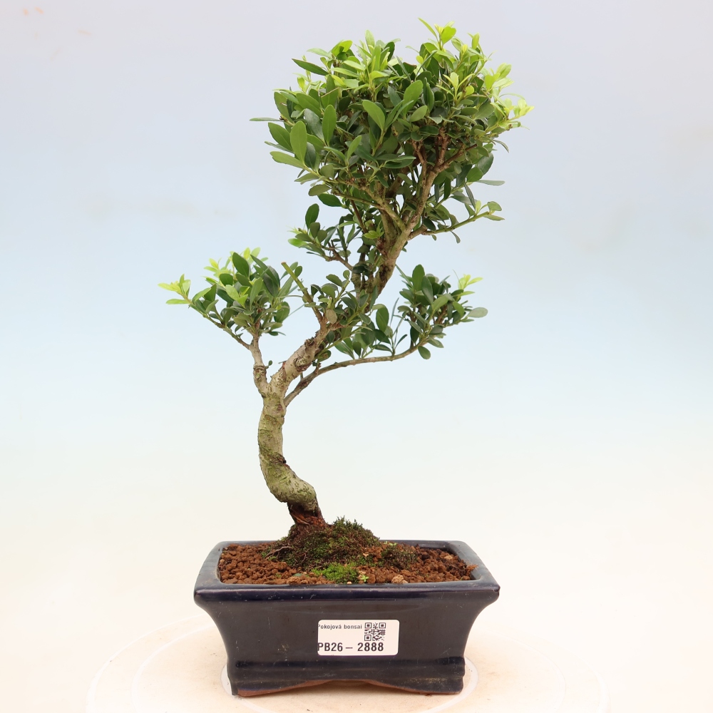 Izbový bonsaj - Ilex crenata - Cesmína