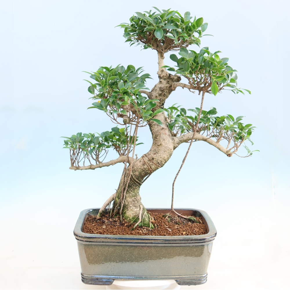 Izbové bonsaje - Ficus kimmen - drobnolistý fikus