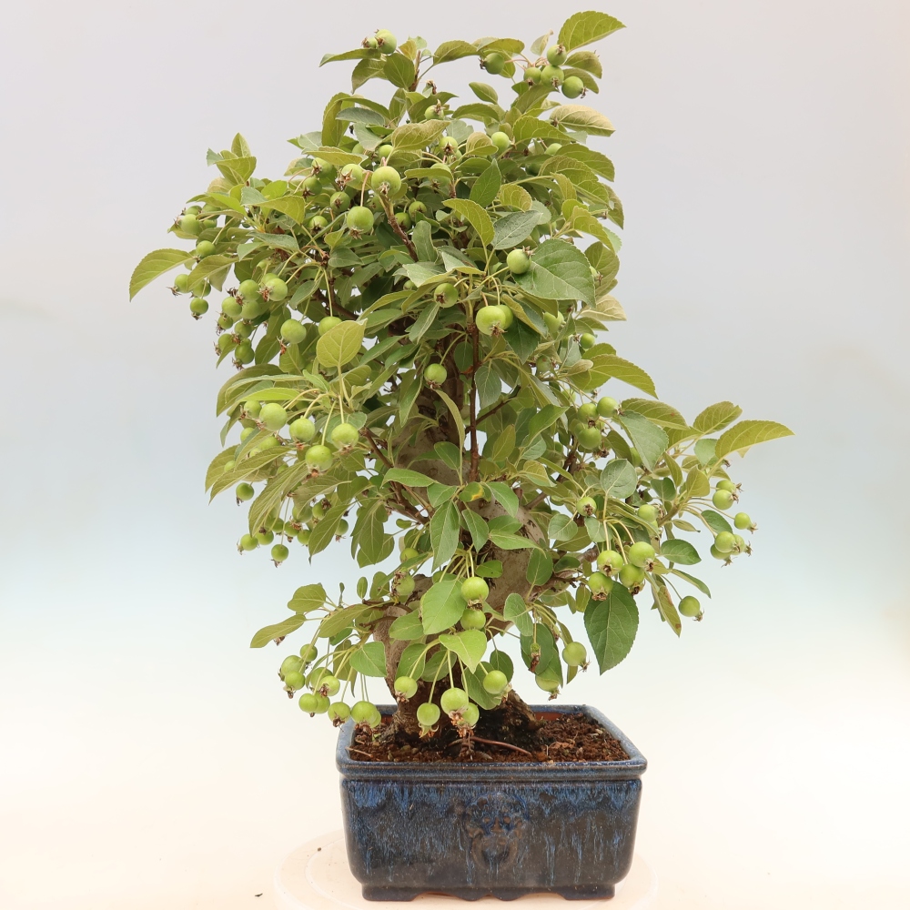 Vonkajšia bonsaj -Malus halliana - Malokvetá jabloň