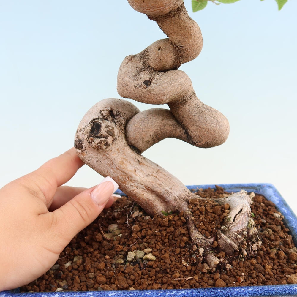 Vonkajší bonsaj -Carpinus coreana - Hrab kórejský