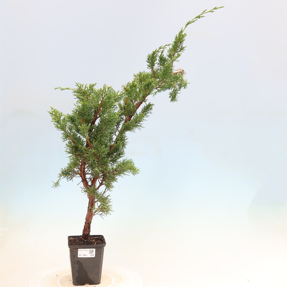 Vonkajší bonsaj - Juniperus chinensis Kishu