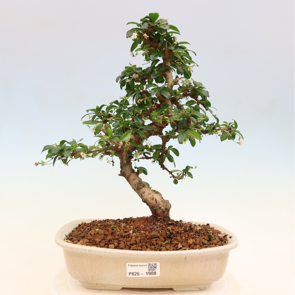 Izbové bonsaje - Carmona macrophylla - Tea fuki
