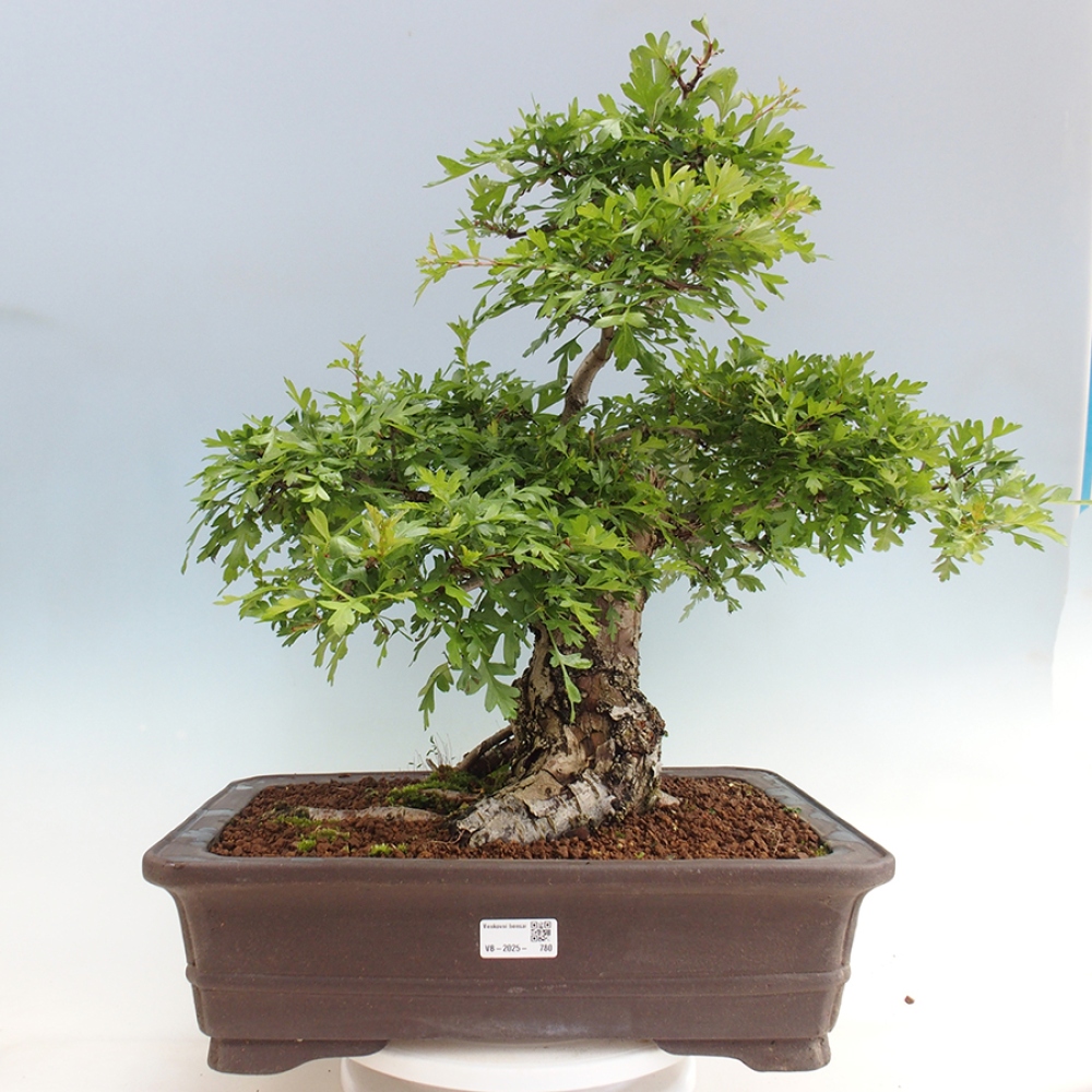 Vonkajší bonsai - Hloh - Crataegus monogyna