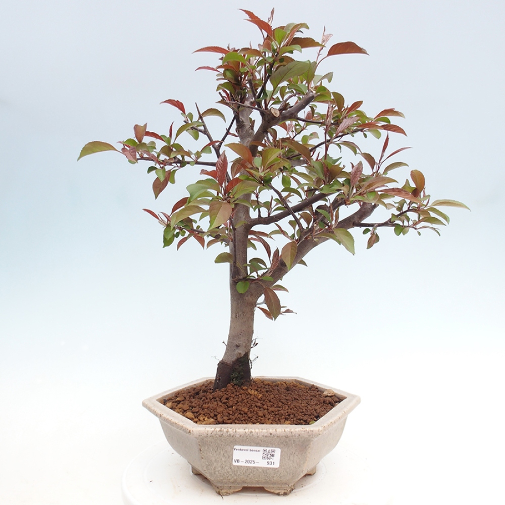 Vonkajší bonsai -Malus domestica - Maloplodá jabloň červenolistá