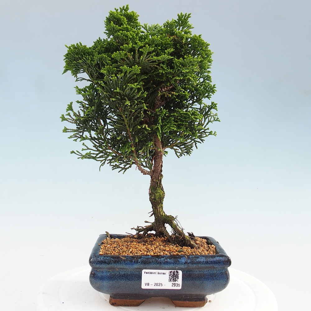 Vonkajšie bonsai - Cham.pis obtusa Nana Gracilis - Cypruštek