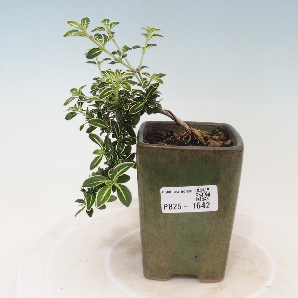 Izbová bonsai - Serissa foetida Variegata - Strom tisíce hviezd