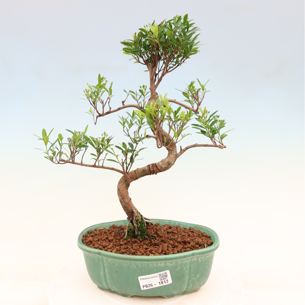 Izbové bonsaje - Syzygium - Pimento