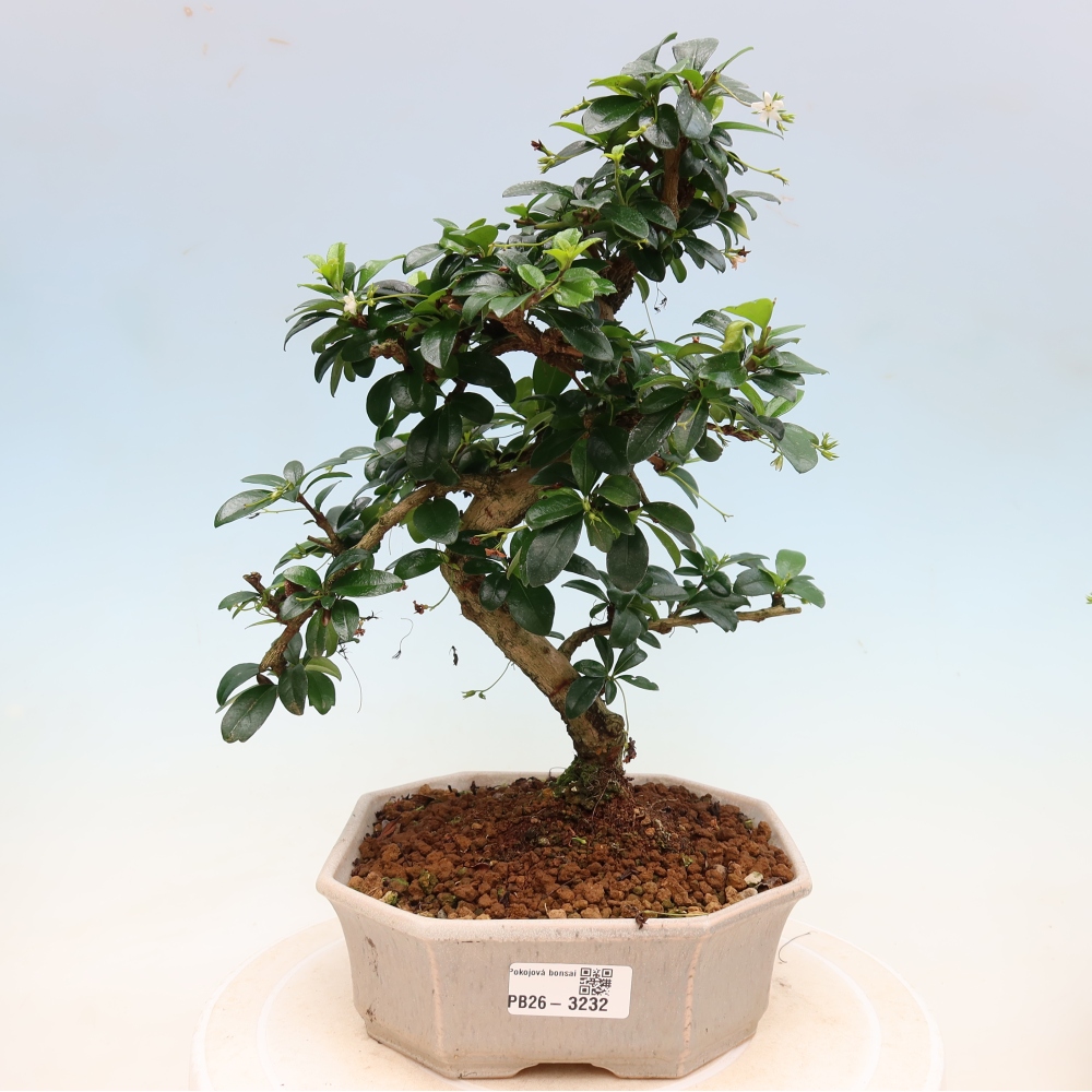 Izbové bonsaje - Carmona macrophylla - Tea fuki