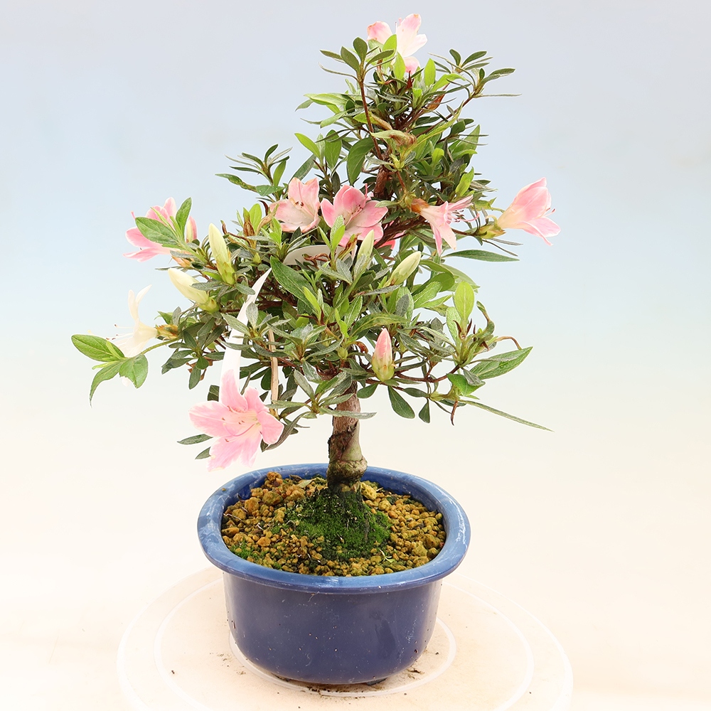 Vonkajšie bonsaje - Japonské azalky - Azalea Senhime