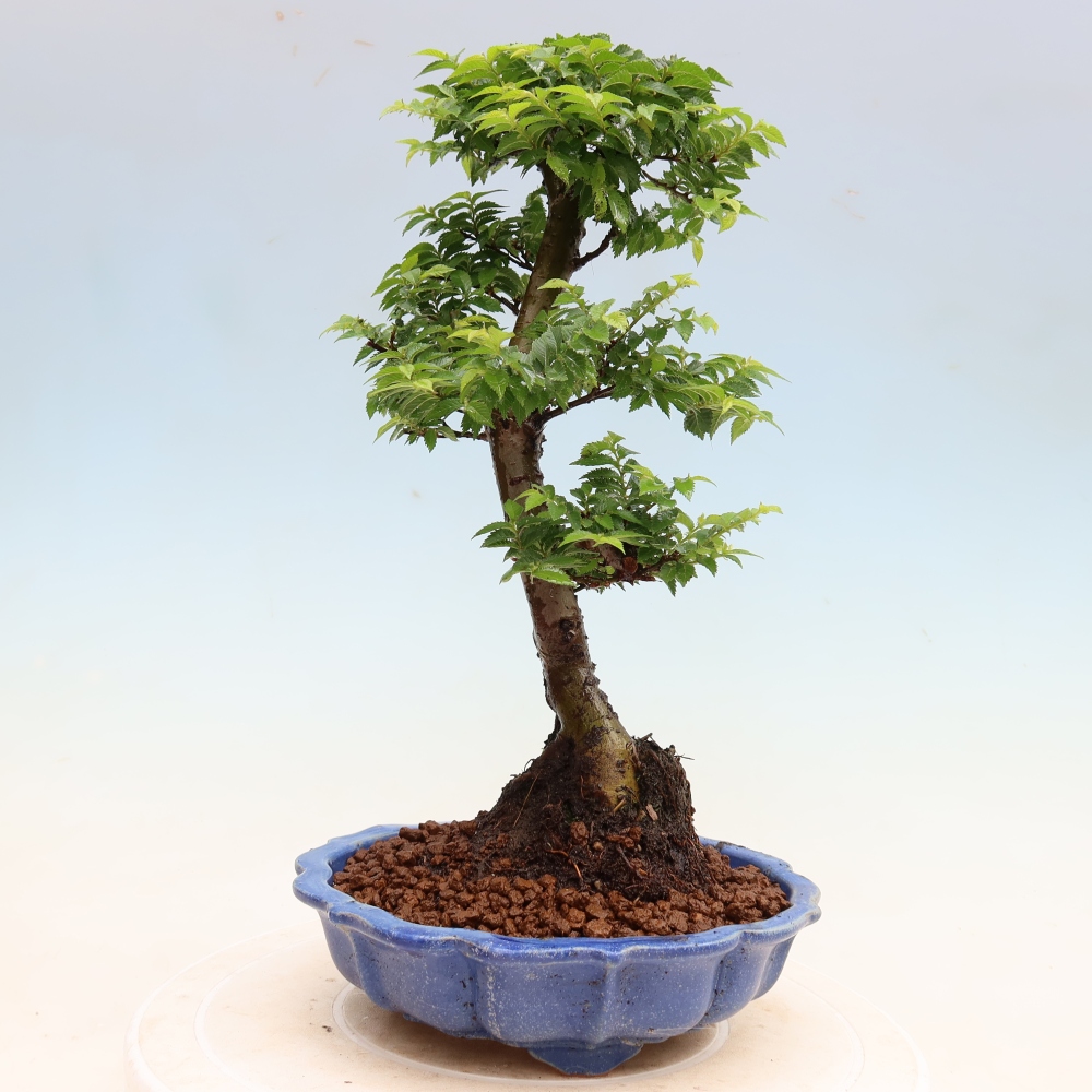 Vonkajší bonsai – Ulmus Jacqueline Hillier – javor krásny