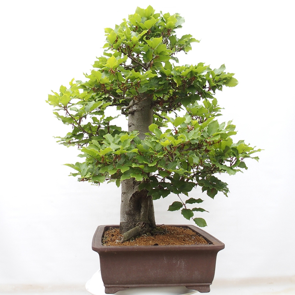 Vonkajší bonsai - Fagus sylvatica - Buk lesný
