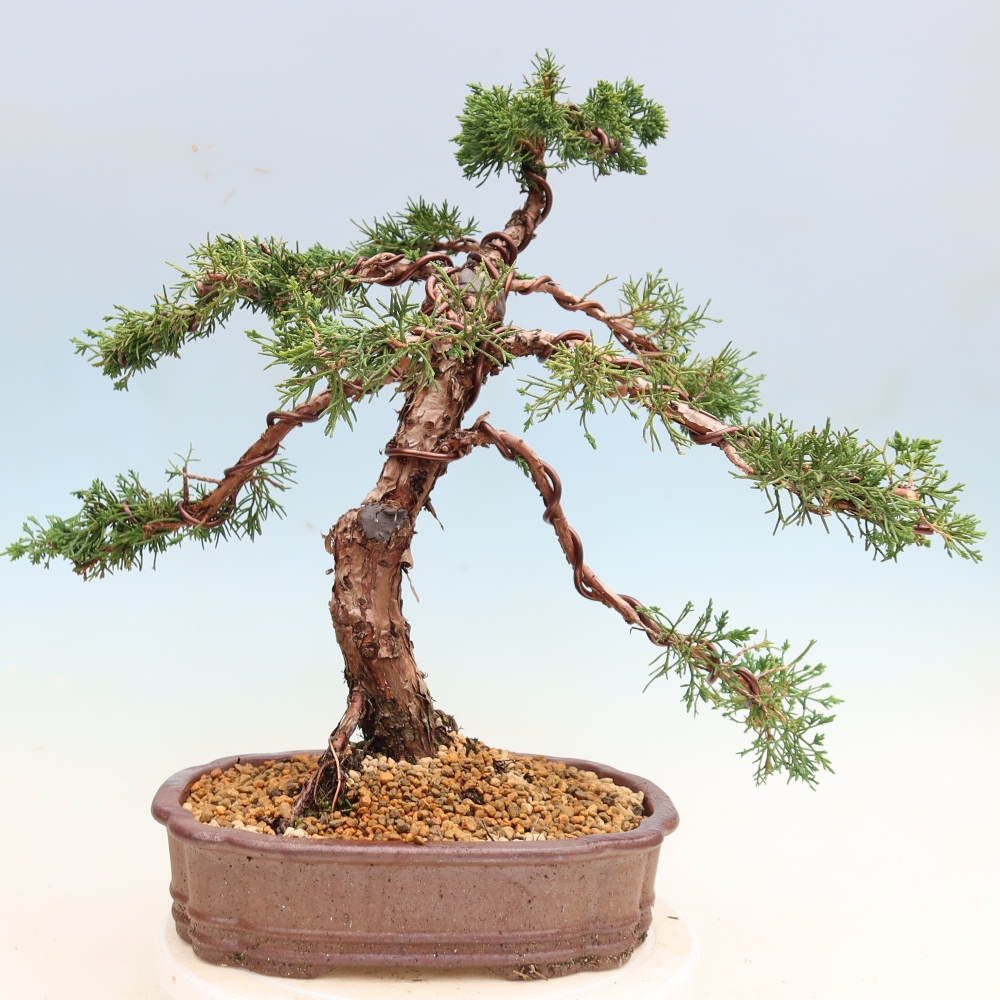 Vonkajší bonsaj - Juniperus chinensis Kishu