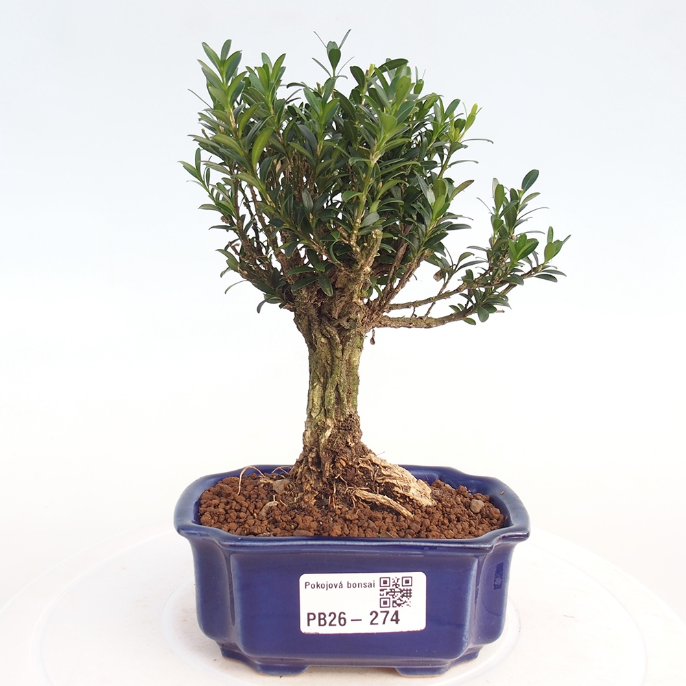 Izbové bonsaje - Buxus harlandii - korkový buxus