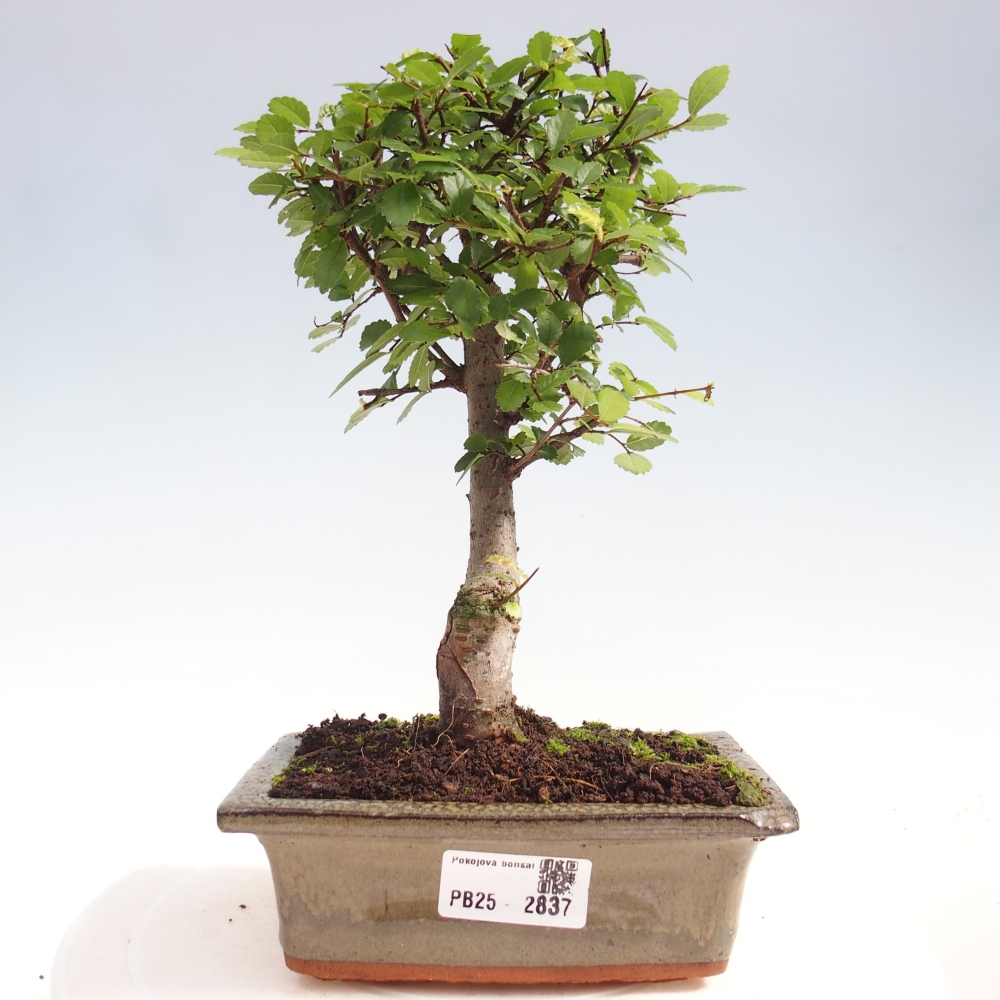 Izbová bonsai - Ulmus parvifolia - malolistá brest