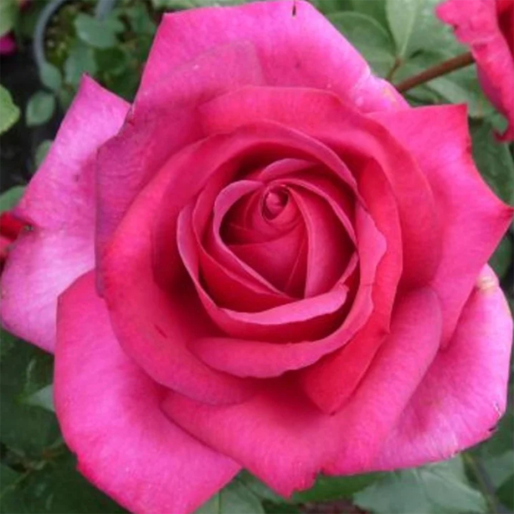 Vonkajšie bonsaje – Rosa Kordes – ruže