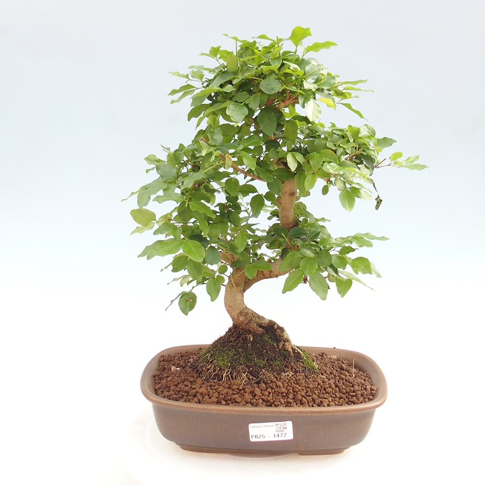Izbová bonsai -Ligustrum chinensis - Vtáčí zob