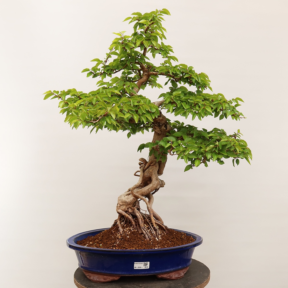 Vonkajší bonsai -Carpinus Coreana - Hrab kórejský