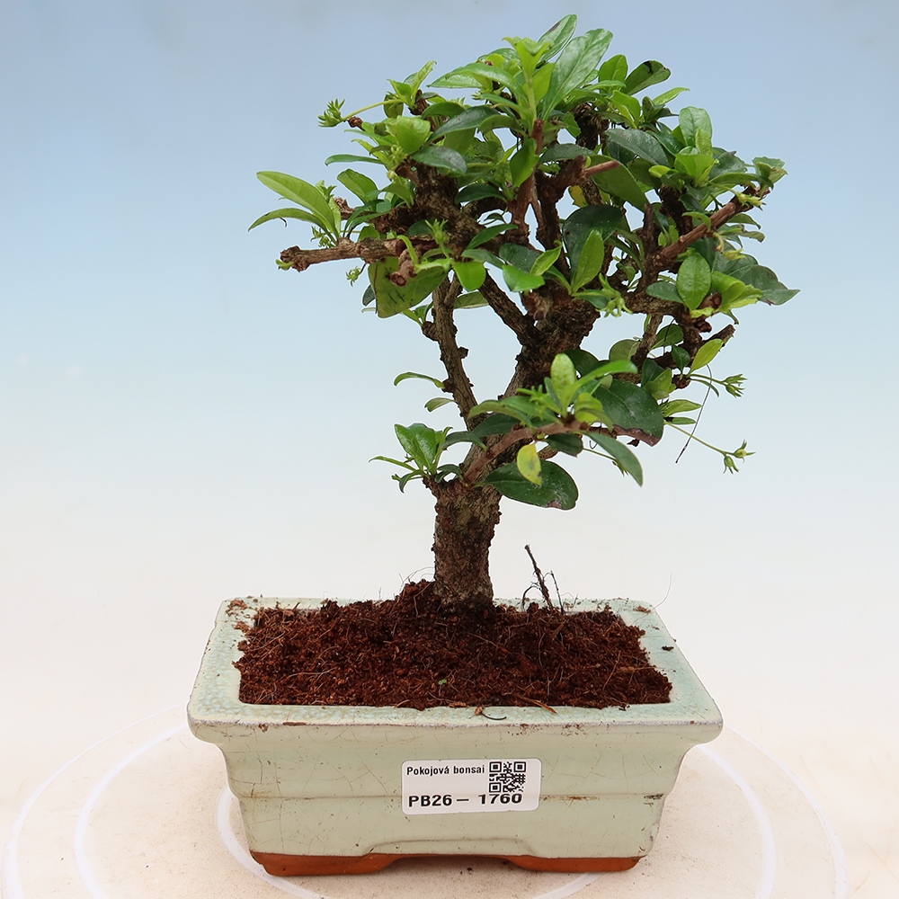Izbové bonsaje - Carmona macrophylla - Tea fuki