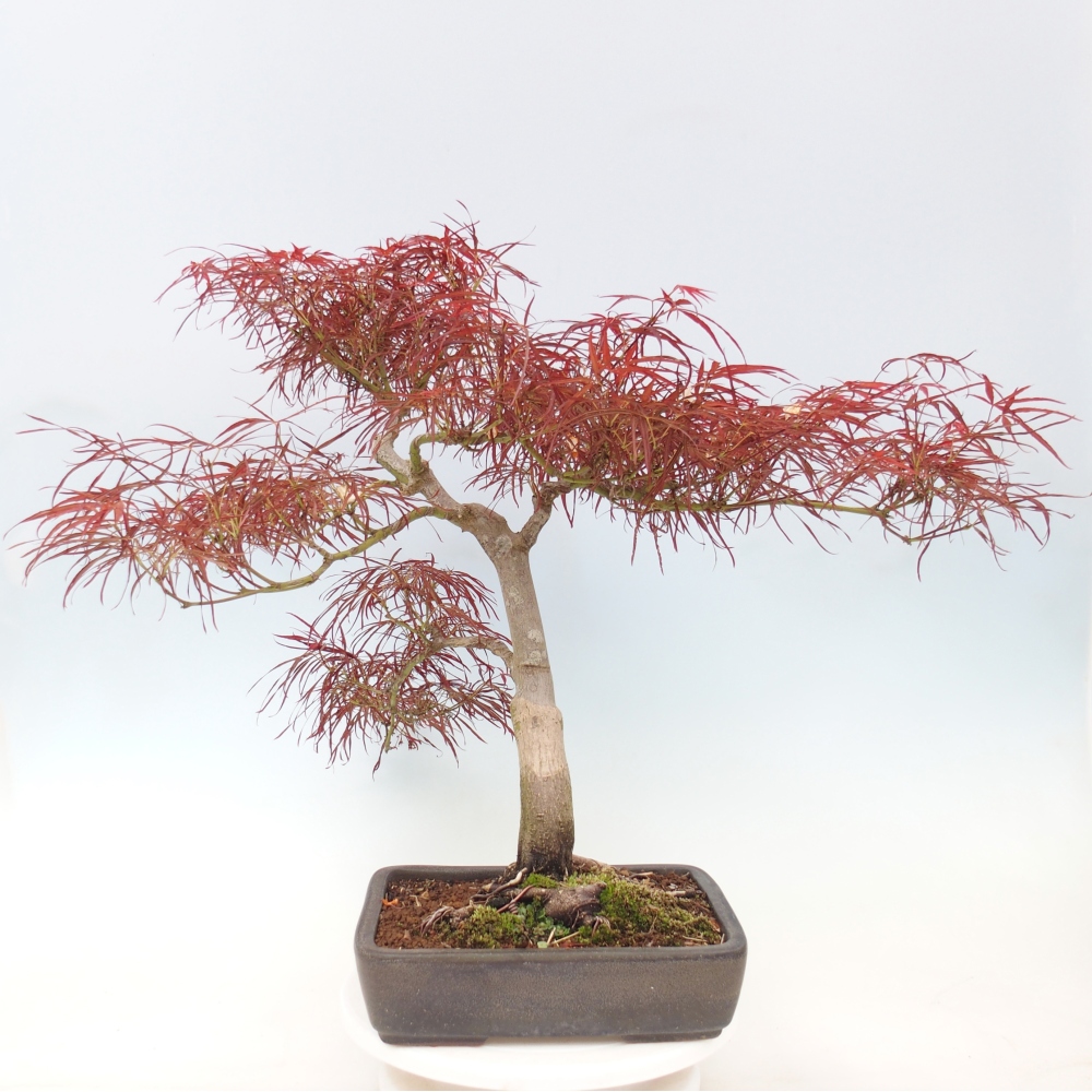 Vonkajší bonsaj - Acer palmatum RED PYGMY