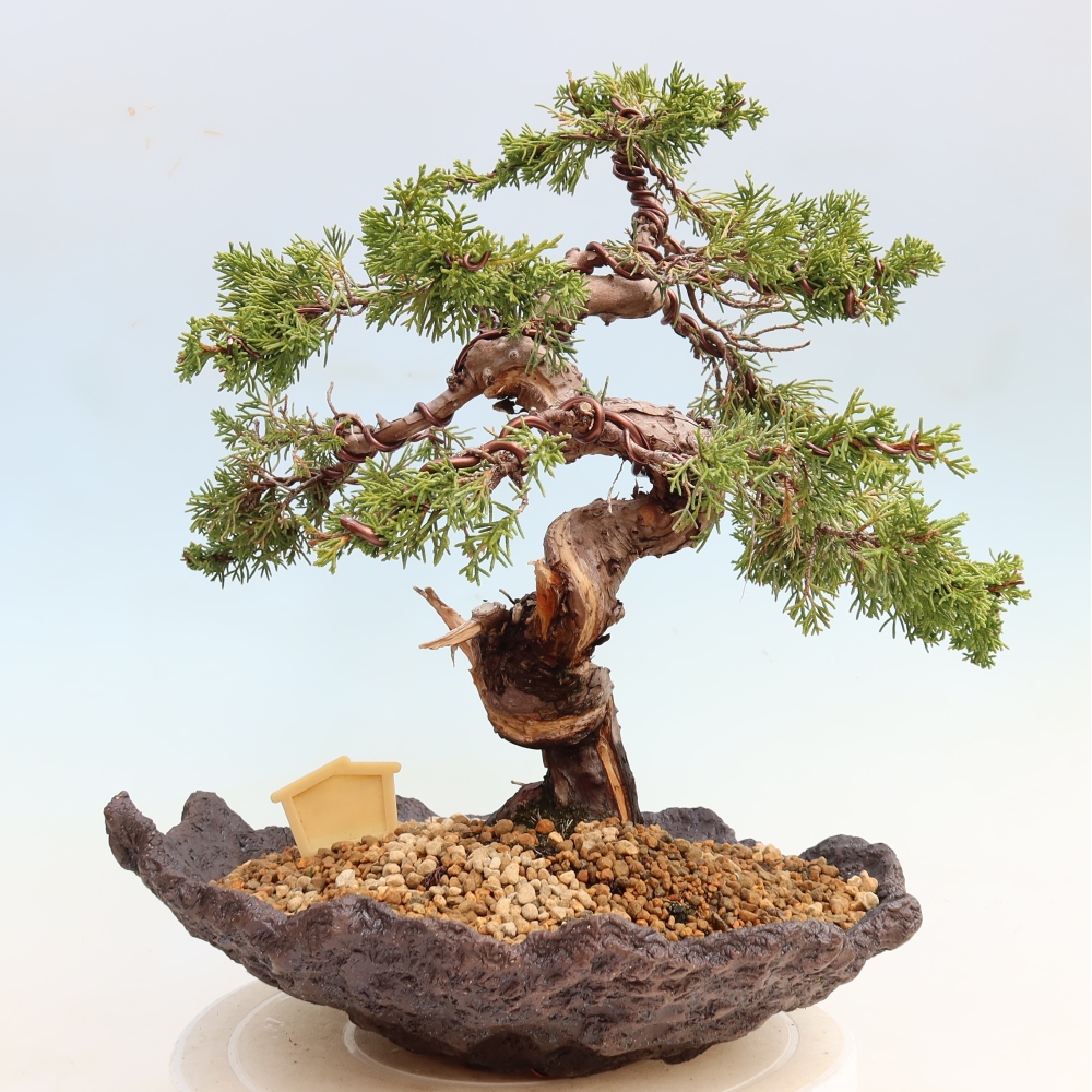 Vonkajší bonsai – Juniperus chinensis Itoigawa – čínsky jalovec