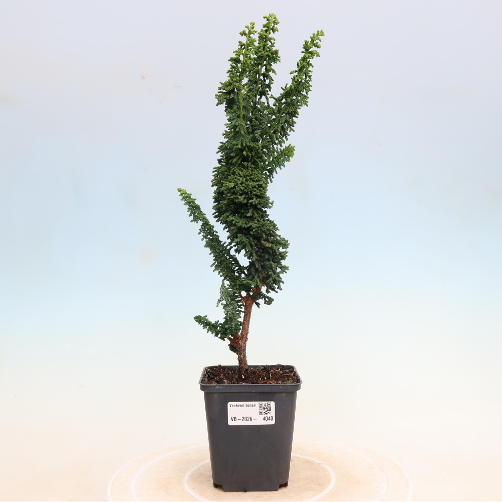 Vonkajší bonsaj - Cham. obtusa SEKKA HINOKI - Cypruštek