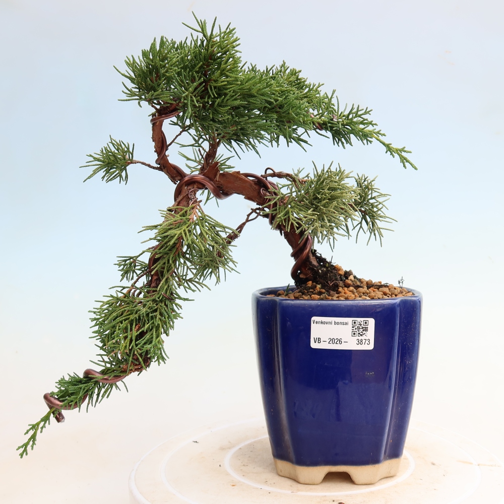 Vonkajší bonsaj - Juniperus chinensis Kishu