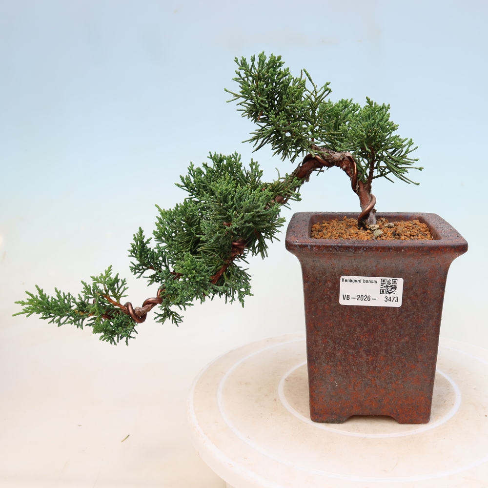 Vonkajší bonsaj - Juniperus chinensis Kishu