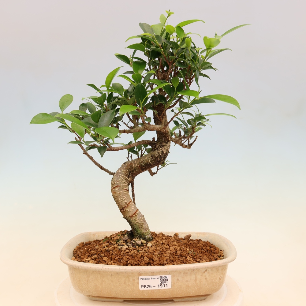 Izbové bonsaje - Ficus kimmen - drobnolistý fikus